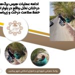 ادامه عملیات هرس برگ های خشک درختان نخل‌ واقع در بلوار امام جهت حفظ سلامت درخت و زیباسازی محیط
